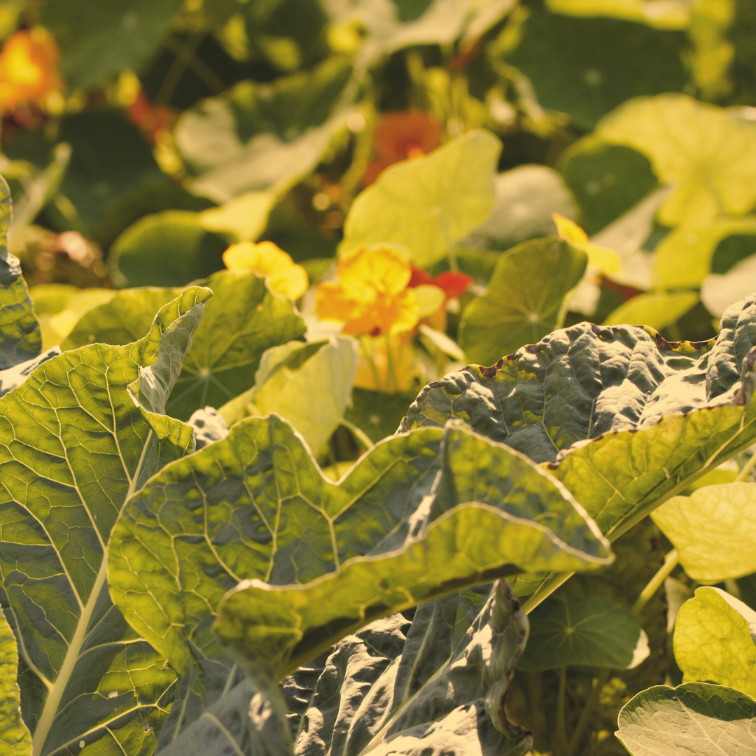 Companion Planting for Natural Pest Control | Hortiwool Tips