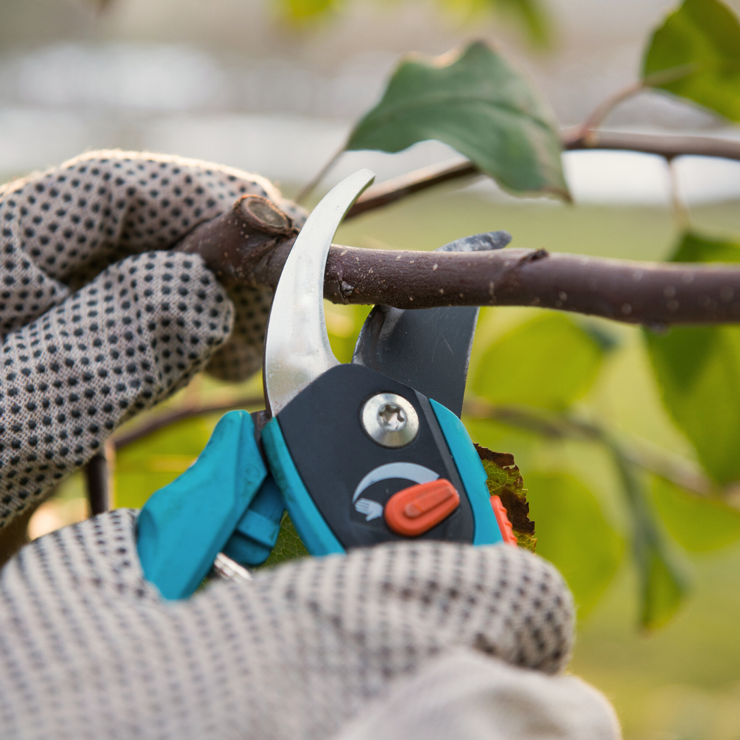 The Art of Pruning: How and When to Prune Your Plants – Hortiwool