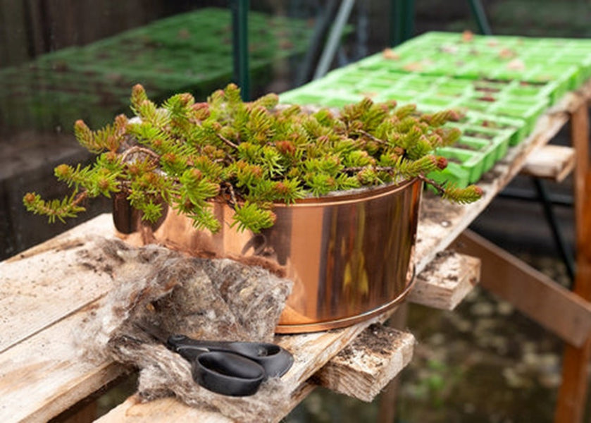4 Benefits of using Copper Pots & Hortiwool Garden Pads