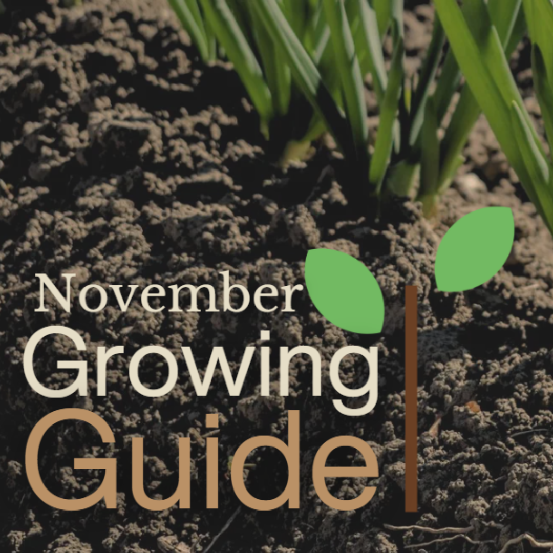 November Garden Guide What to Plant, Protect, and Prep for Spring