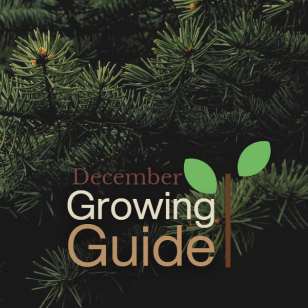 December Garden Checklist: Plant, Protect, and Prepare