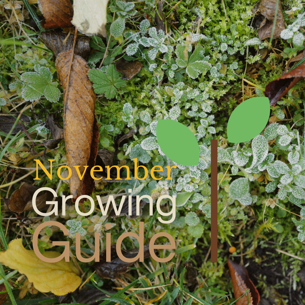 What to Grow in November: Protecting and Preparing Your Garden for Winter