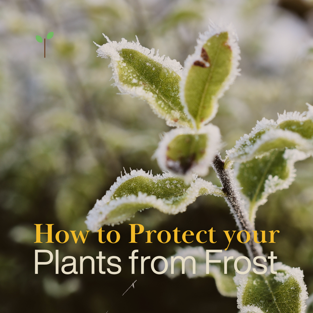 How to Protect Your Plants from Frost | Hortiwool Garden Tips