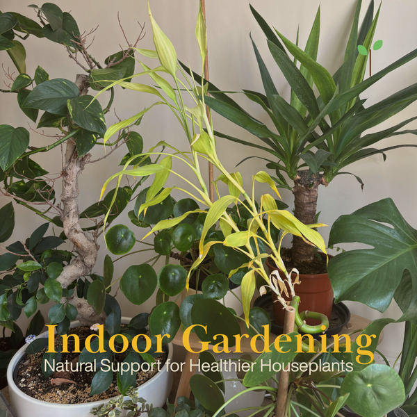 Indoor Gardening with Hortiwool: Natural Support for Healthier Houseplants