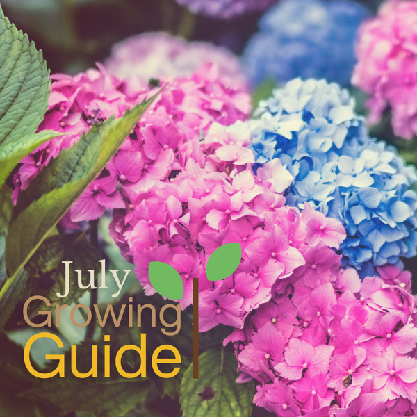 What to Grow in July: Vegetables, Flowers & Gardening Jobs