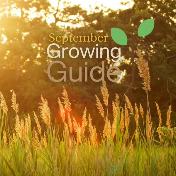 What to Grow in September: Creating the Perfect Autumn Garden