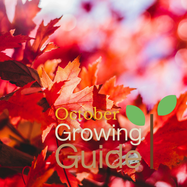 What to Grow in October: Overwintering, Succession Planting & Indoor Crops