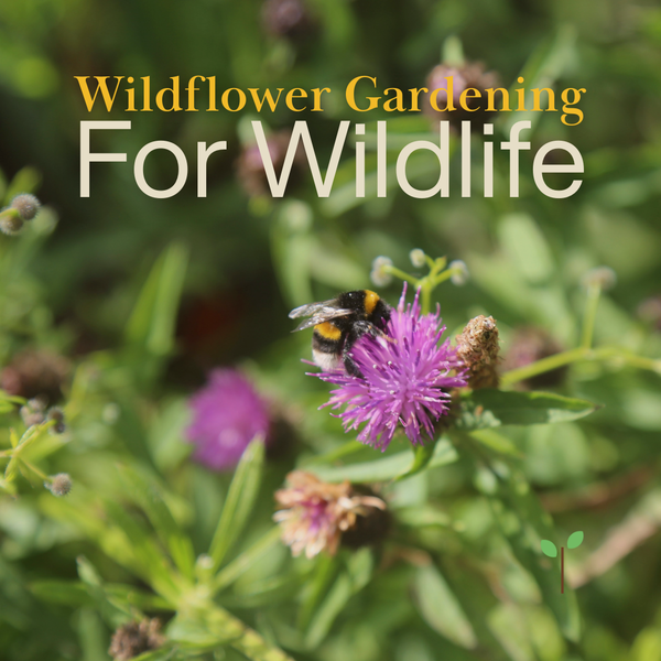 Wildflower Gardening for Wildlife
