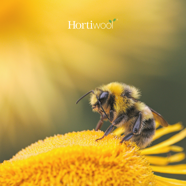 World Bee Day 2025: Helping Bees with Hortiwool Garden Pads