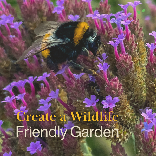 Attract Pollinators and Support Nature with a Wildlife Friendly Garden