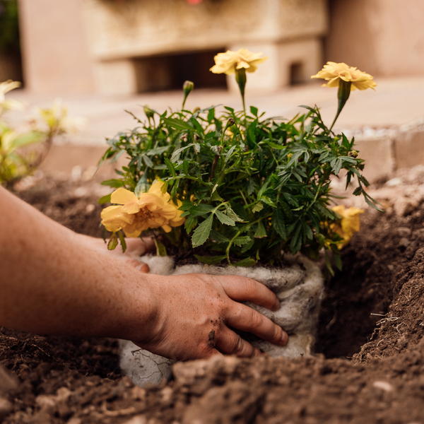 Gardening for Mental Health: The Therapeutic Benefits of Tending to Plants