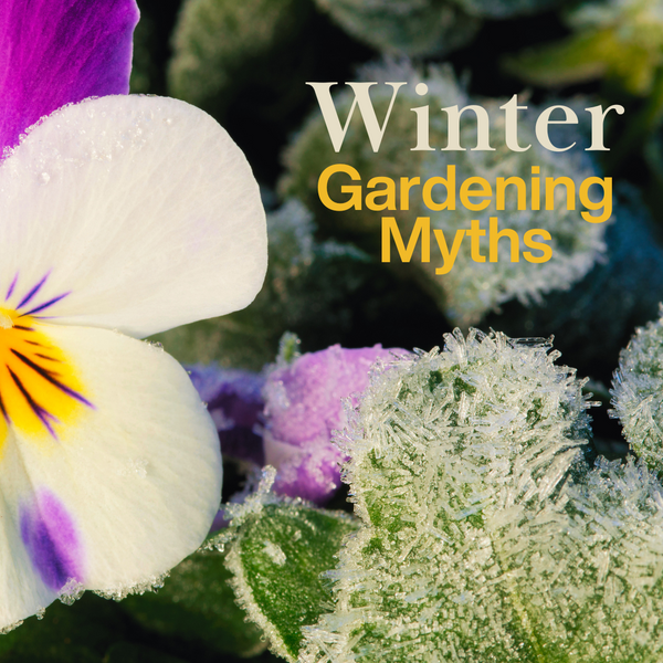 5 Winter Gardening Myths: Separating Fact from Fiction