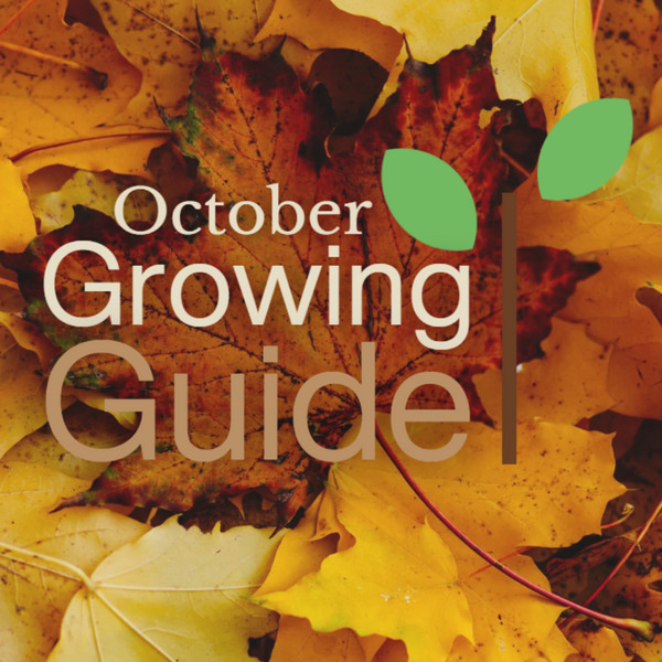 What to Grow in October: A Guide for UK Gardeners