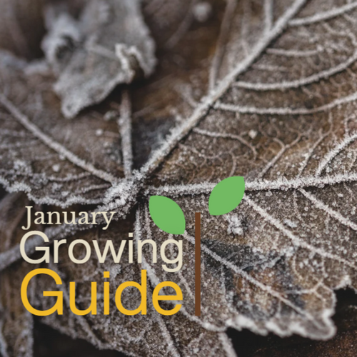 January Growing Guide: Hortiwool's Essential Gardening Jobs for 2025