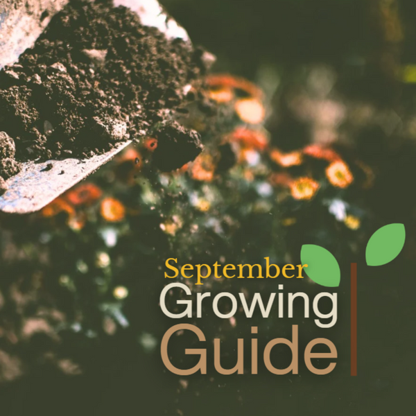 What to Grow in September: A Guide for UK Gardeners